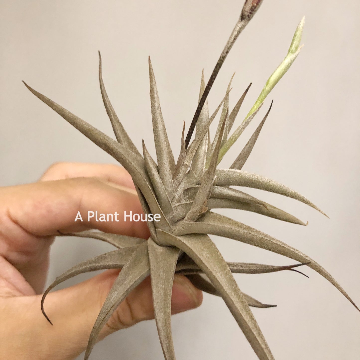 Tillandsia Gilliesii var. polisticha