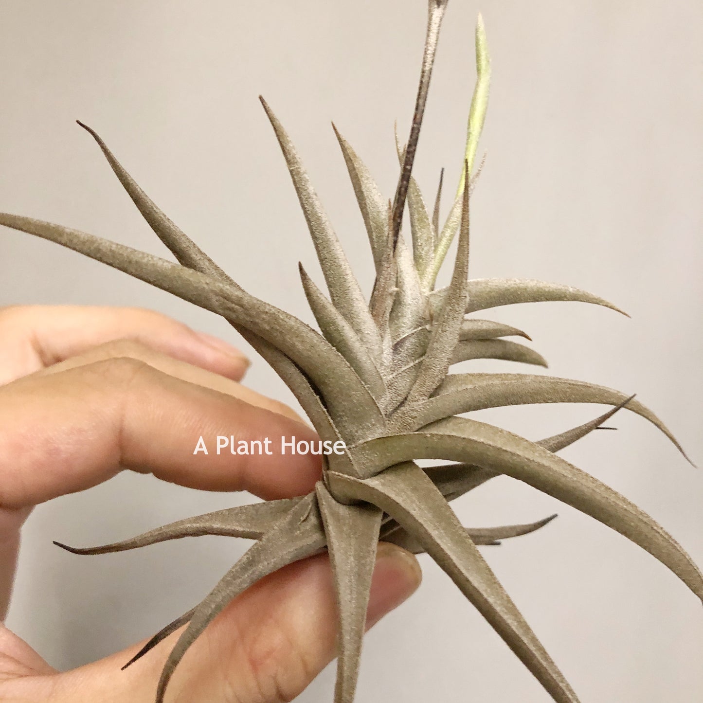 Tillandsia Gilliesii var. polisticha