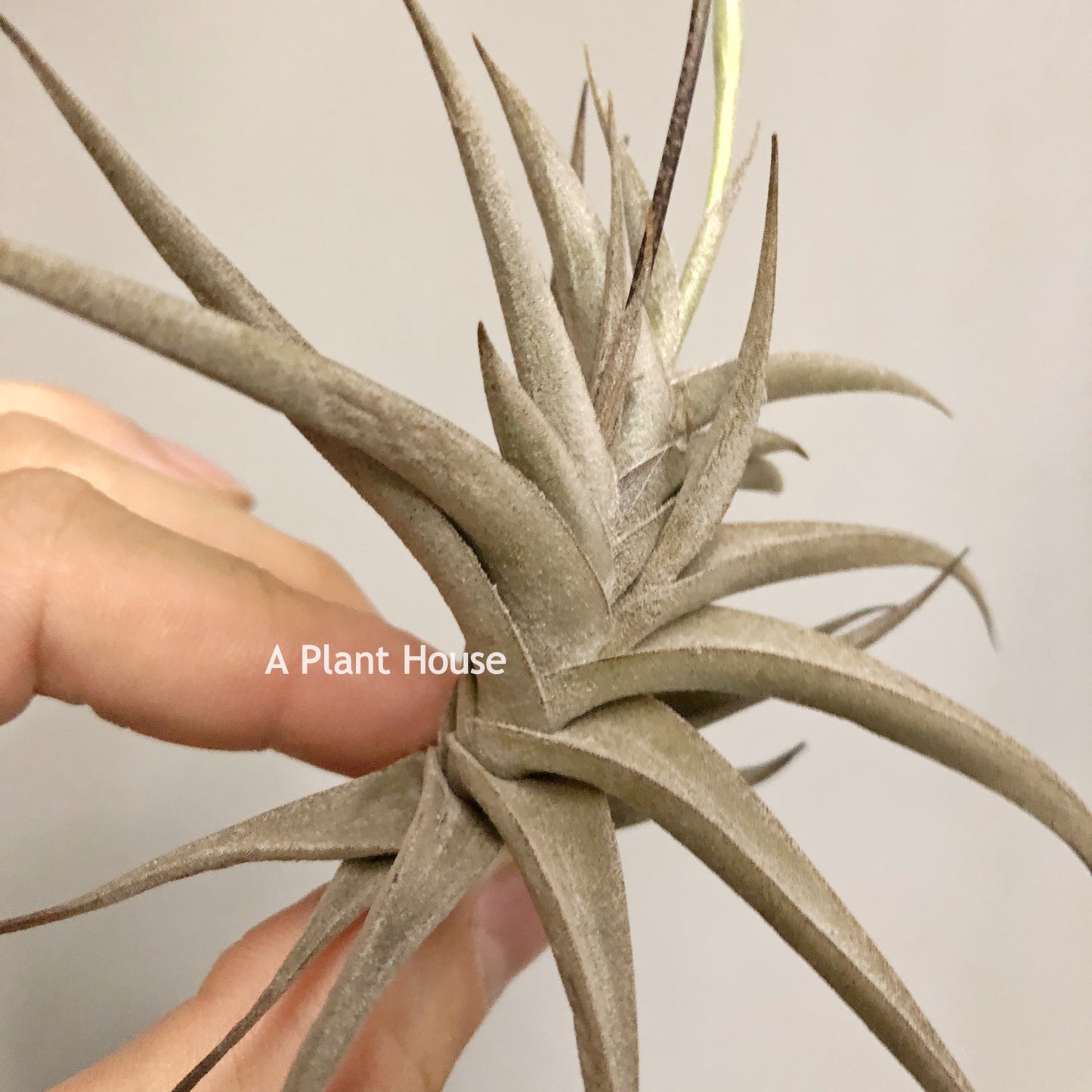 Tillandsia Gilliesii var. polisticha