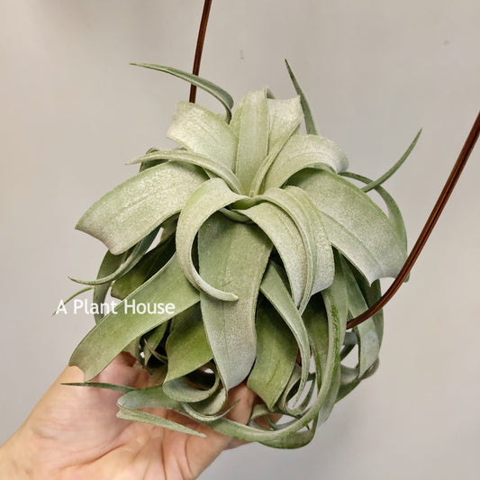 Tillandsia Streptophylla Mexico