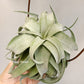 Tillandsia Streptophylla Mexico