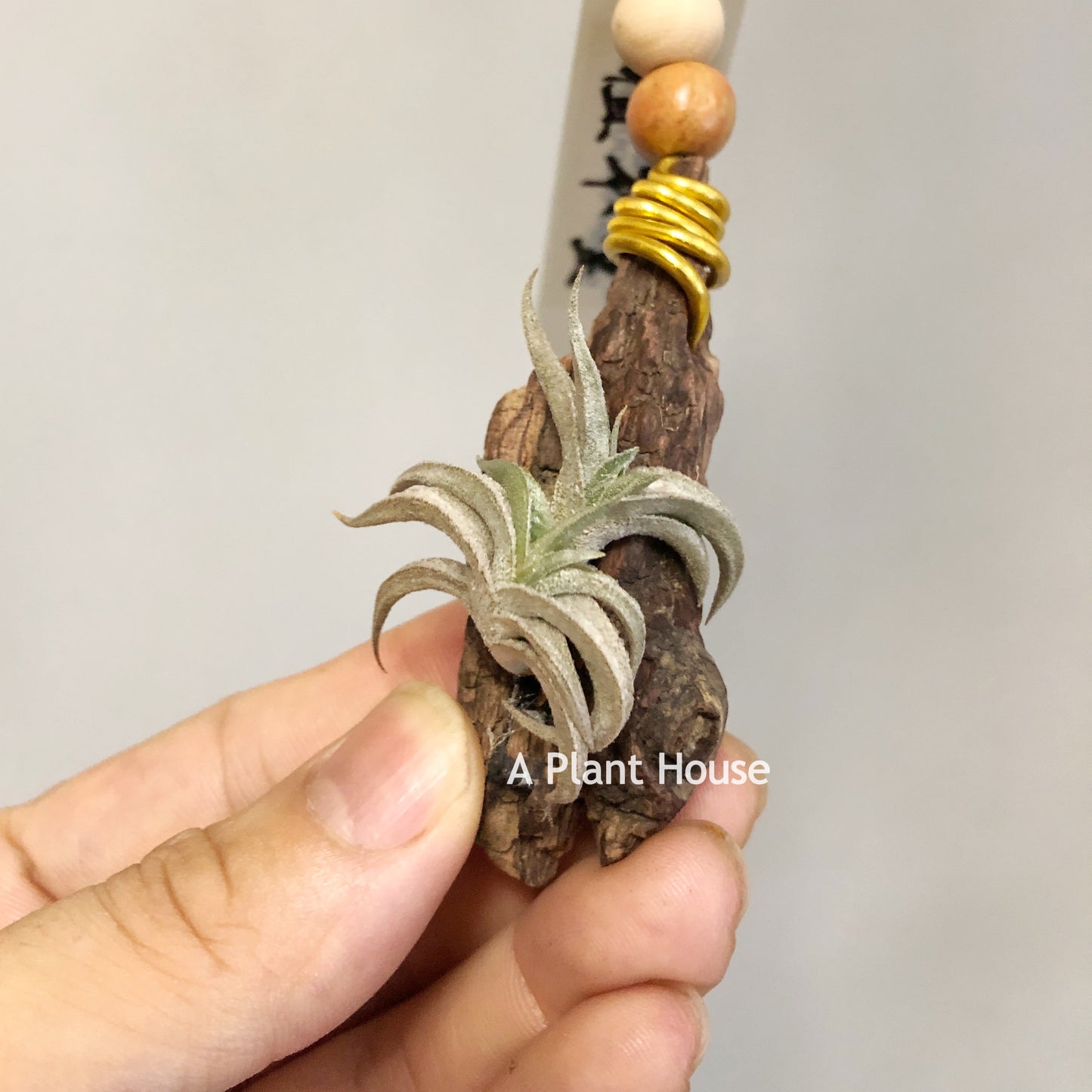 Tillandsia Gilliesii Minor