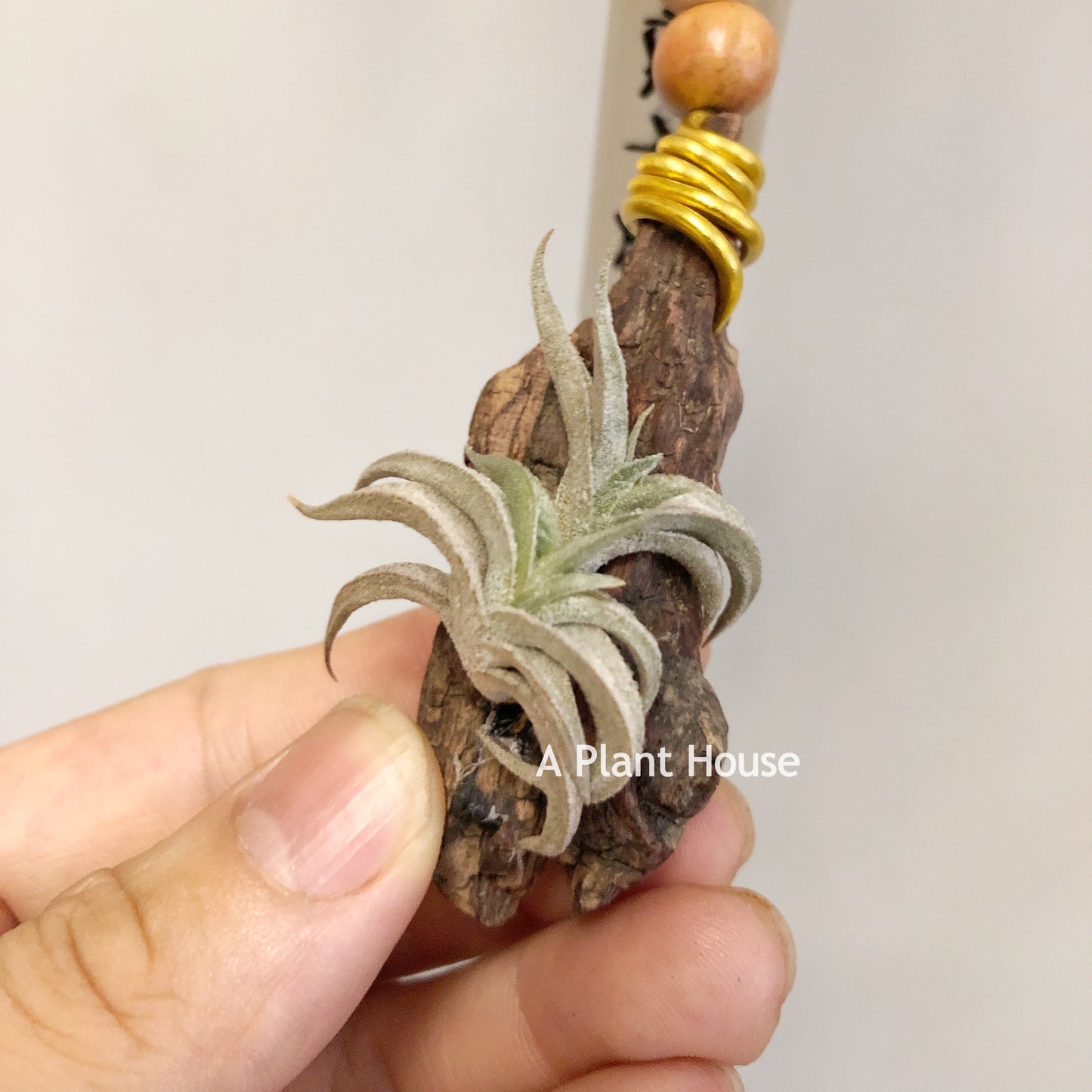 Tillandsia Gilliesii Minor