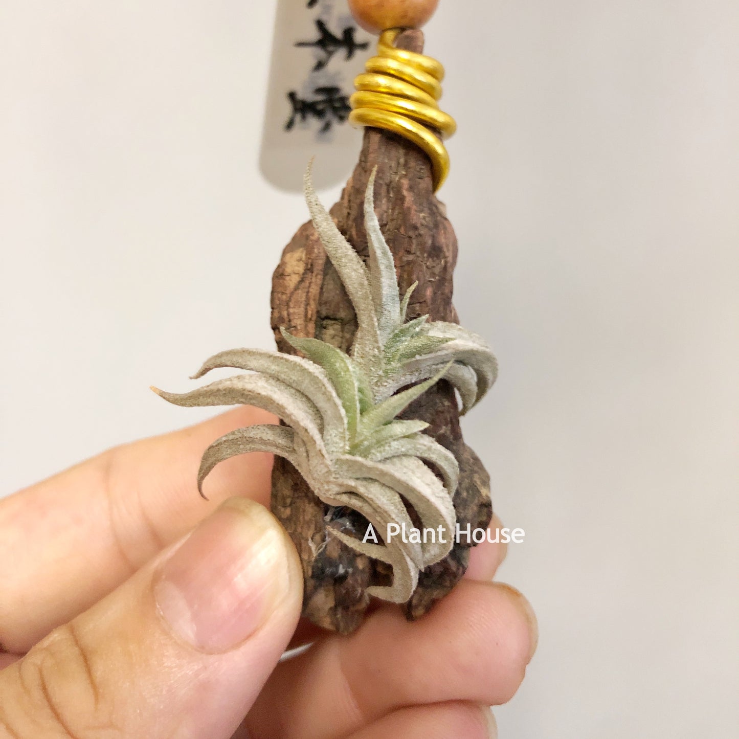 Tillandsia Gilliesii Minor