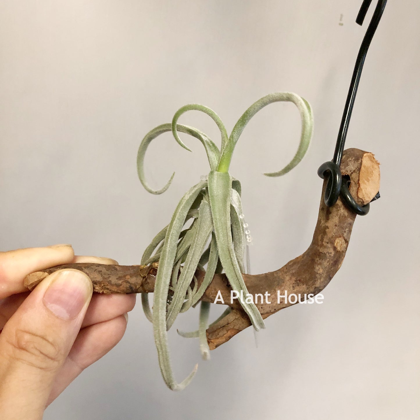 Tillandsia Duratii Thick Leaf