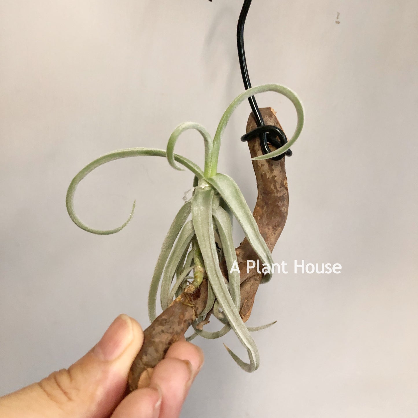 Tillandsia Duratii Thick Leaf