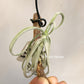Tillandsia Duratii Thick Leaf