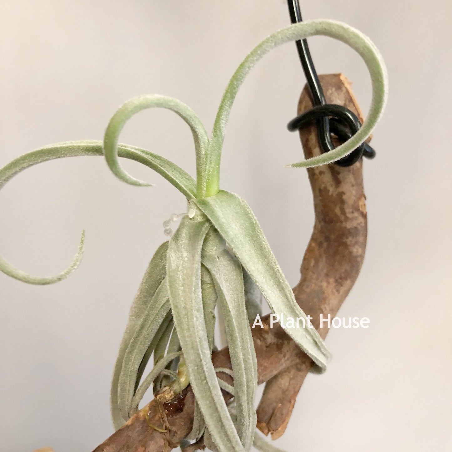 Tillandsia Duratii Thick Leaf