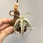 Tillandsia Xiphioides