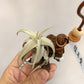 Tillandsia Xiphioides