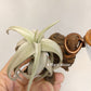 Tillandsia Xiphioides