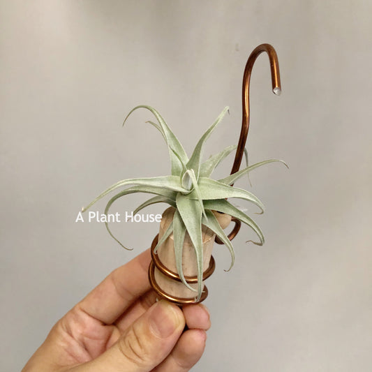 Tillandsia Streptocarpa Mini X