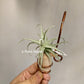 Tillandsia Streptocarpa Mini X