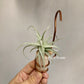 Tillandsia Streptocarpa Mini X