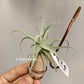 Tillandsia Streptocarpa Mini X