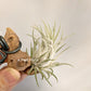 Tillandsia Tina Parr