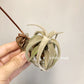 Tillandsia Latifolia V. Leucophylla