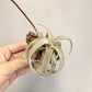 Tillandsia Latifolia V. Leucophylla