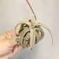 Tillandsia Latifolia V. Leucophylla