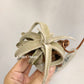 Tillandsia Latifolia V. Leucophylla