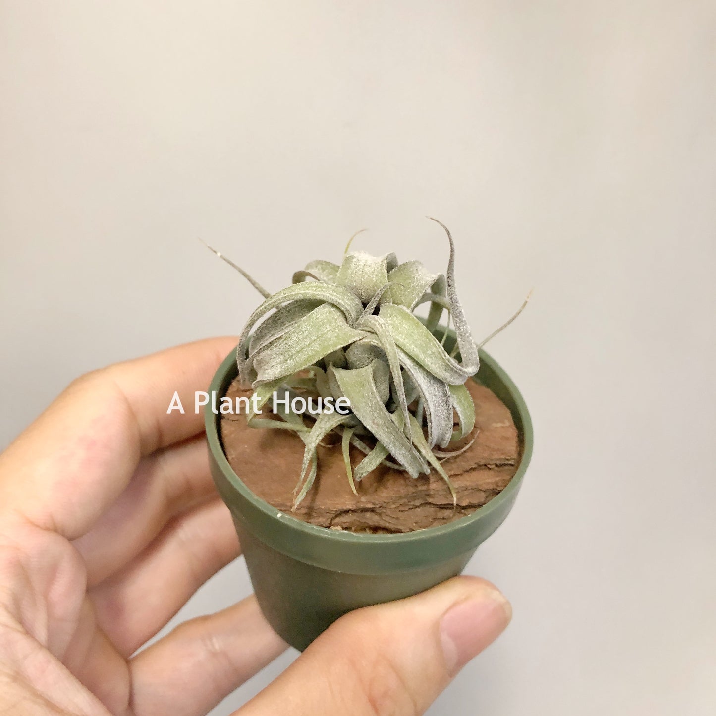 Tillandsia (Streptophylla x Intermedia) x Streptophylla