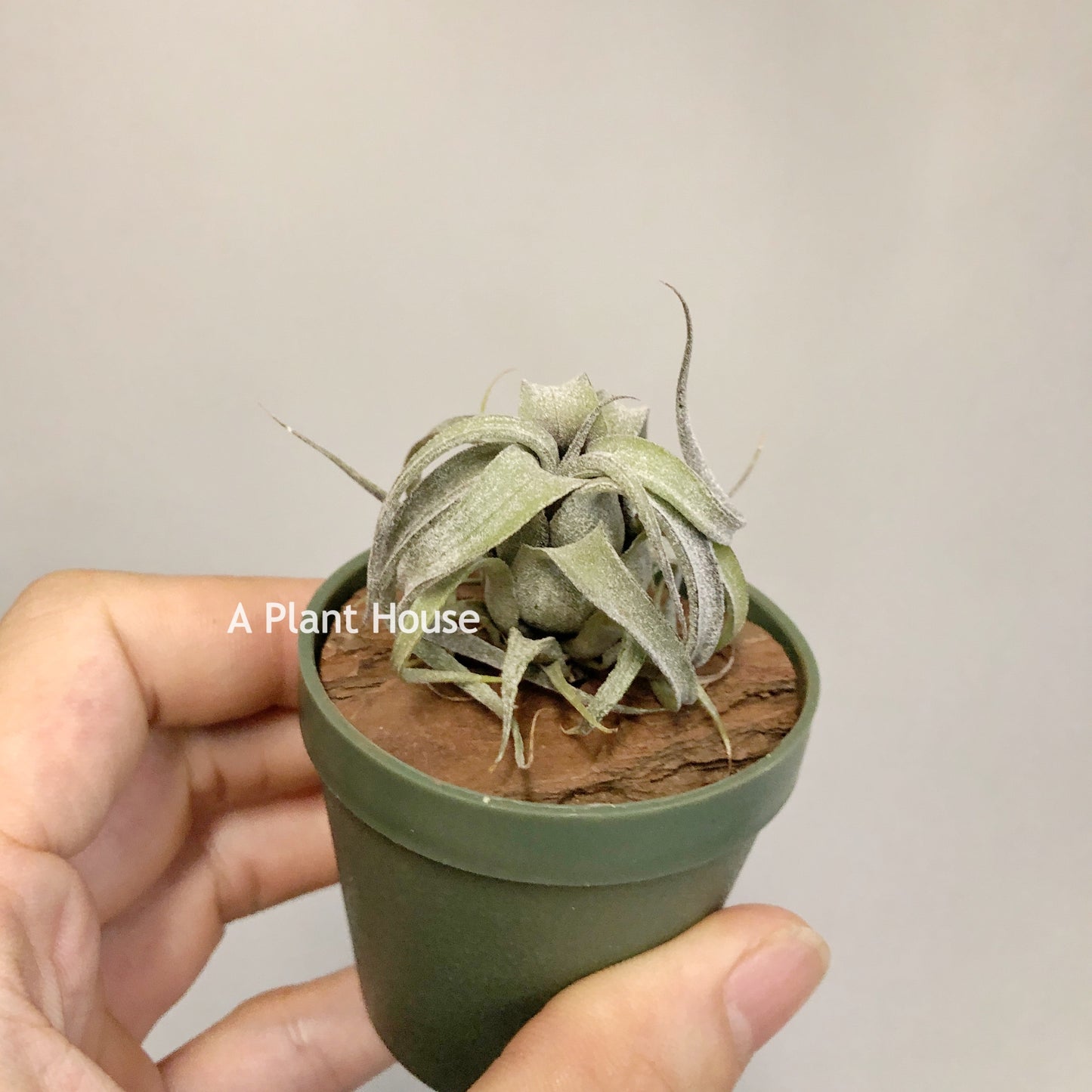 Tillandsia (Streptophylla x Intermedia) x Streptophylla