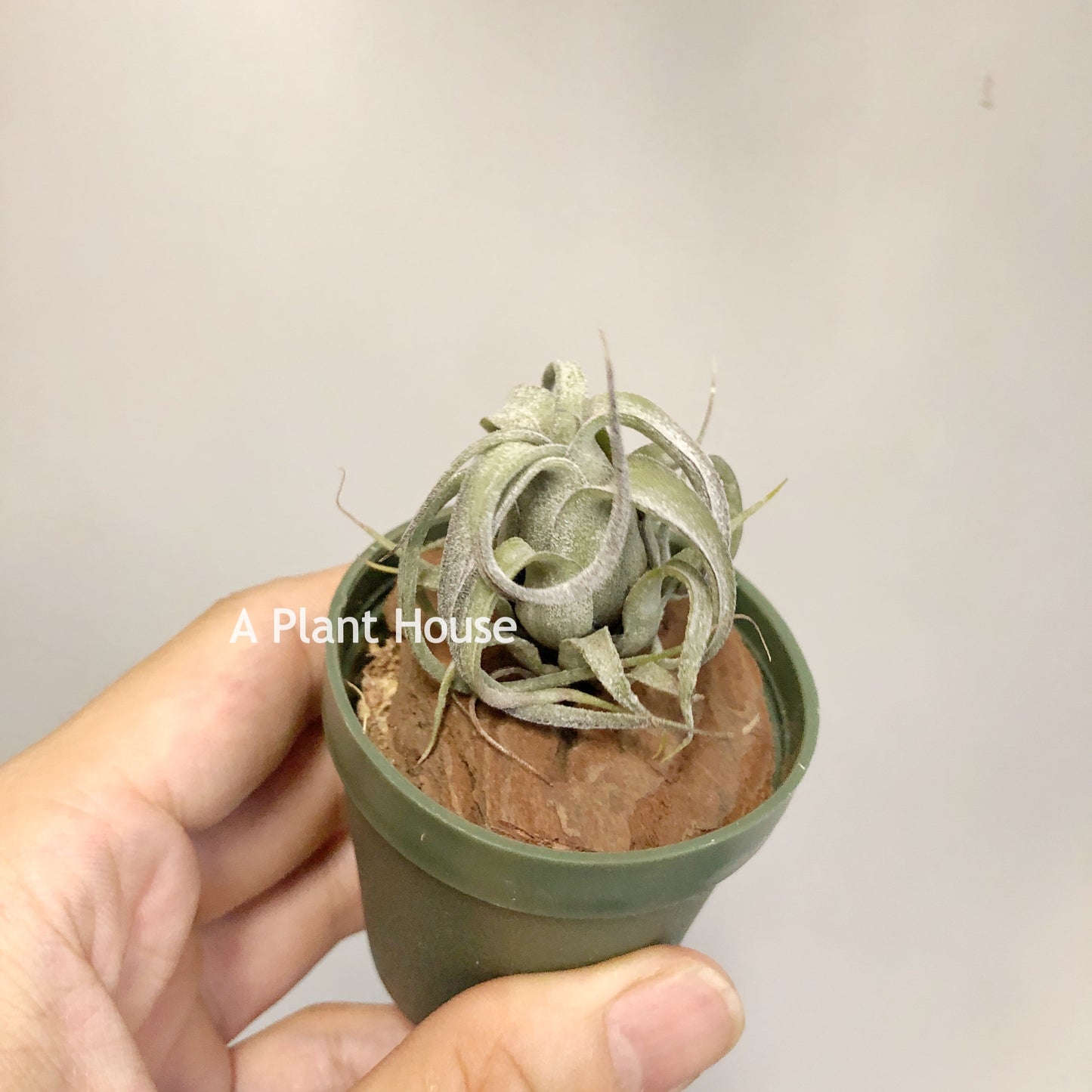 Tillandsia (Streptophylla x Intermedia) x Streptophylla