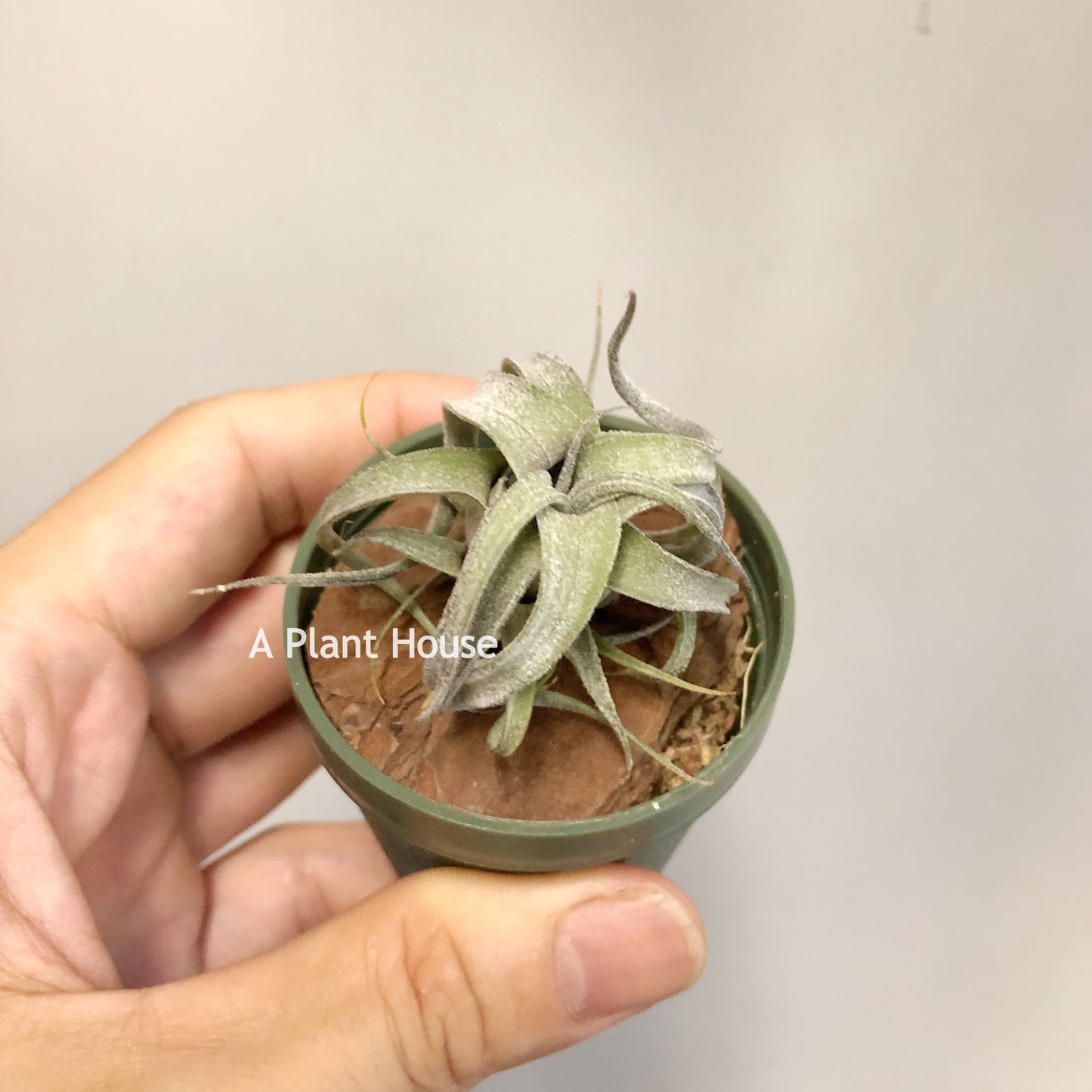 Tillandsia (Streptophylla x Intermedia) x Streptophylla