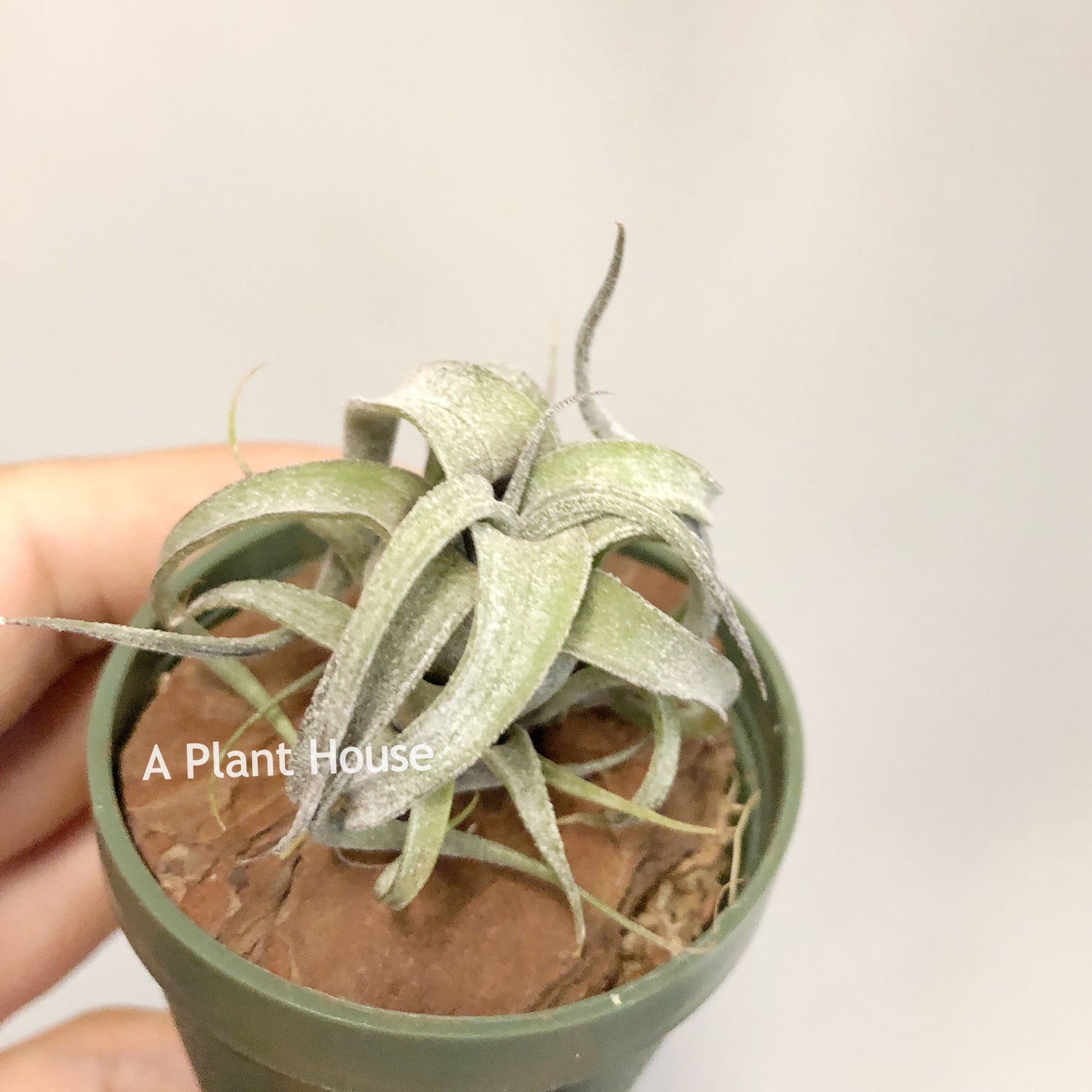 Tillandsia (Streptophylla x Intermedia) x Streptophylla