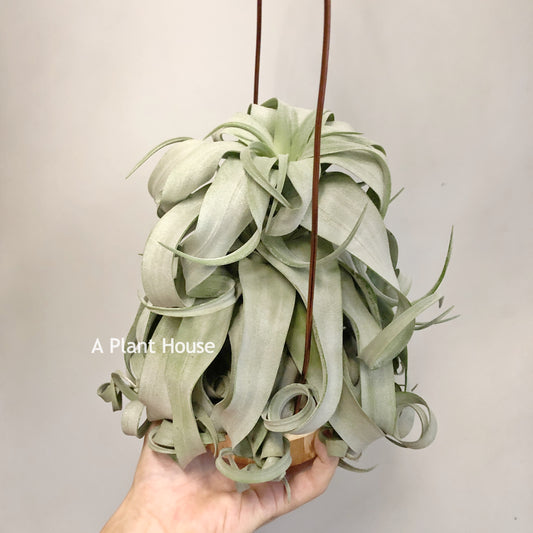 Tillandsia Streptophylla