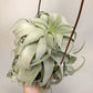 Tillandsia Streptophylla