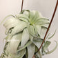 Tillandsia Streptophylla