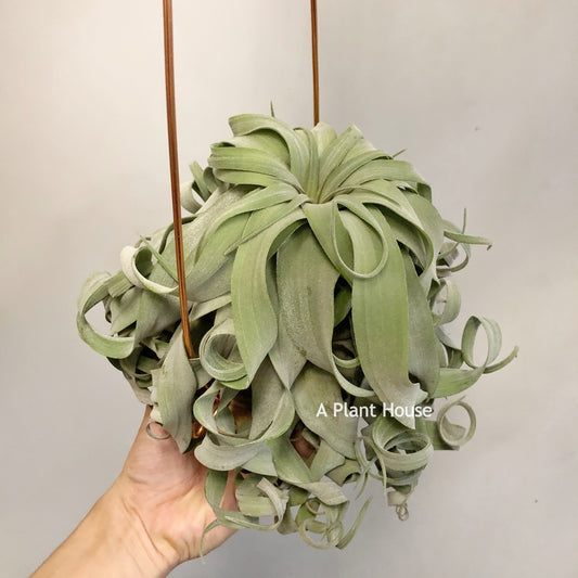 Tillandsia Streptophylla Panama