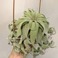 Tillandsia Streptophylla Panama
