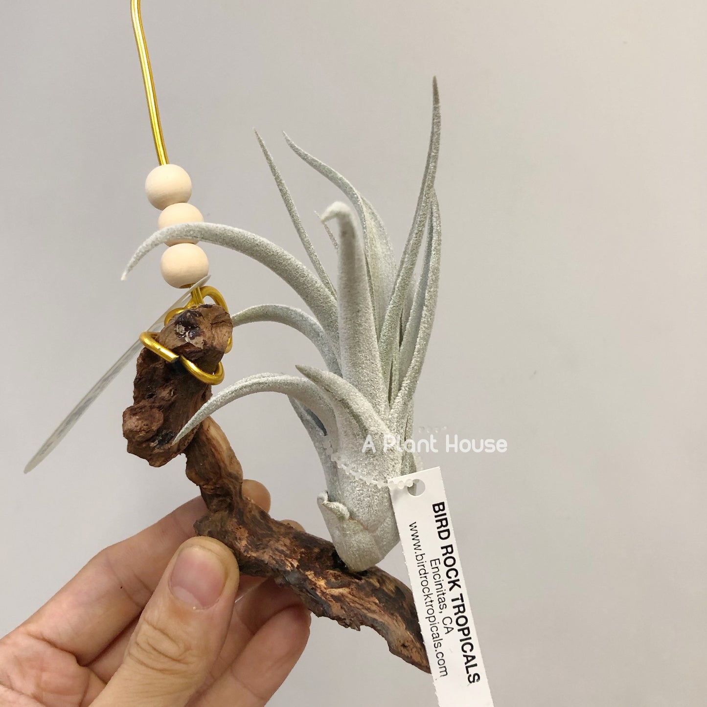 Tillandsia White Night