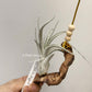 Tillandsia White Night