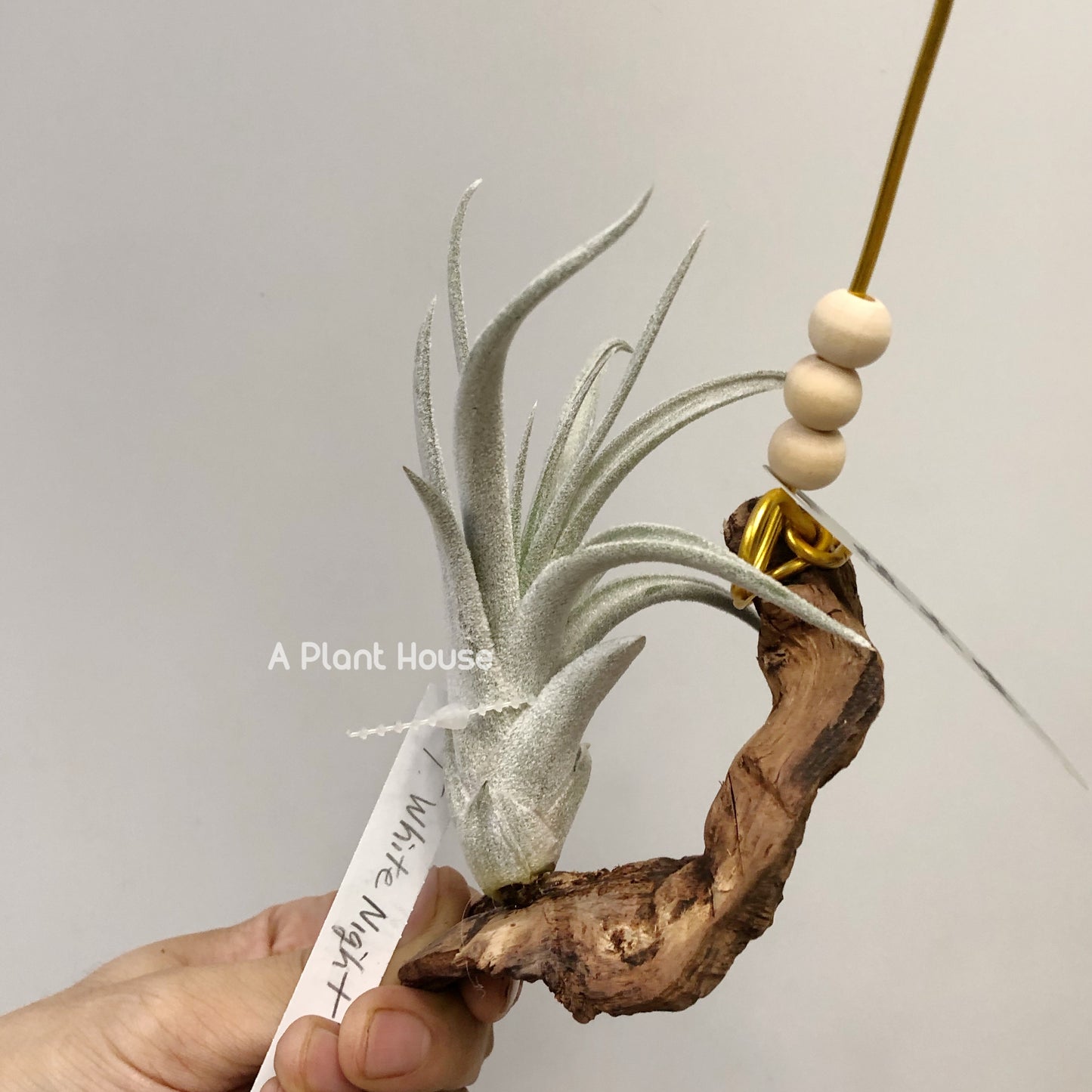 Tillandsia White Night