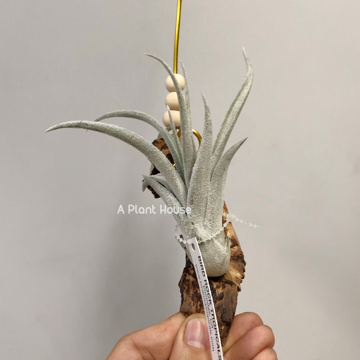 Tillandsia White Night