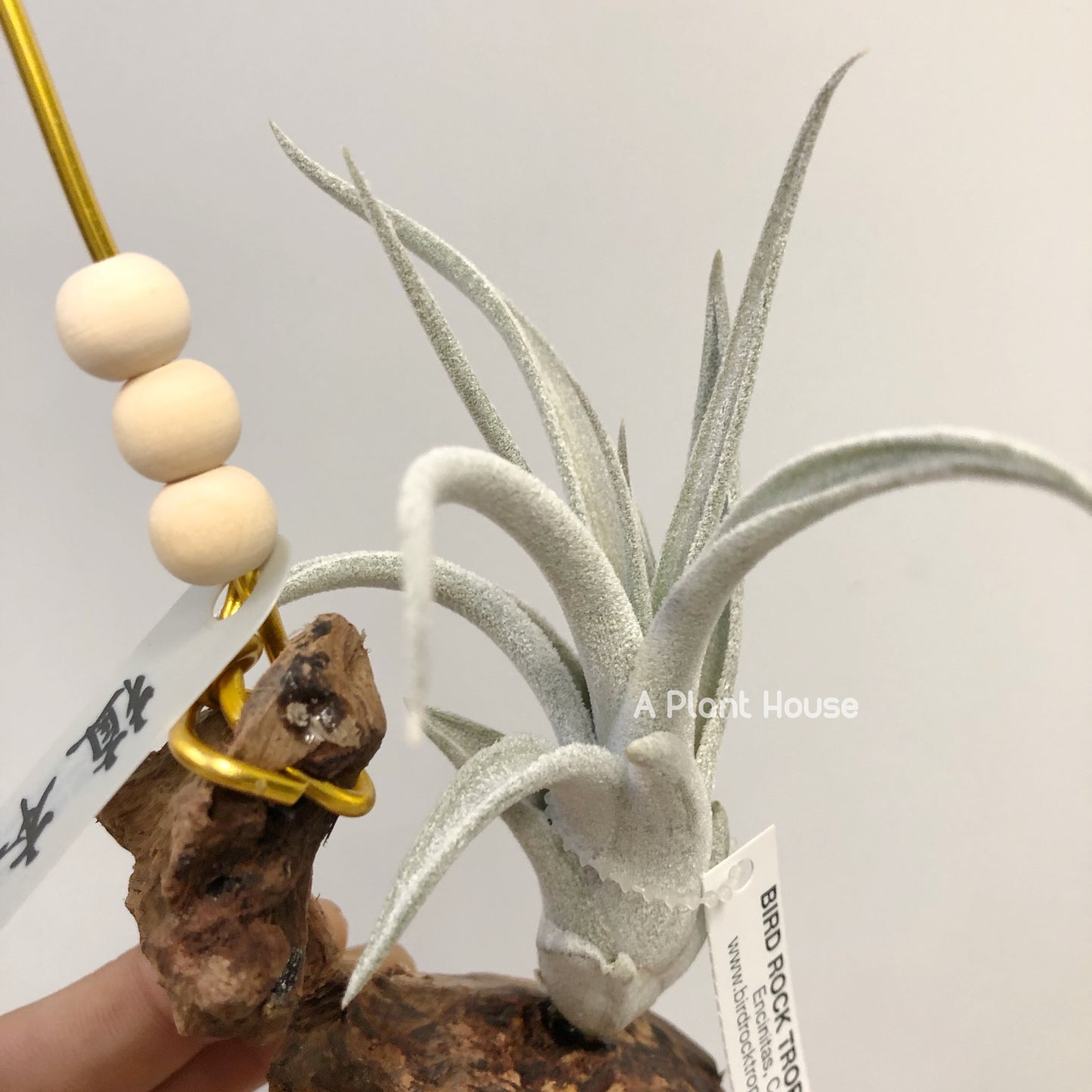 Tillandsia White Night