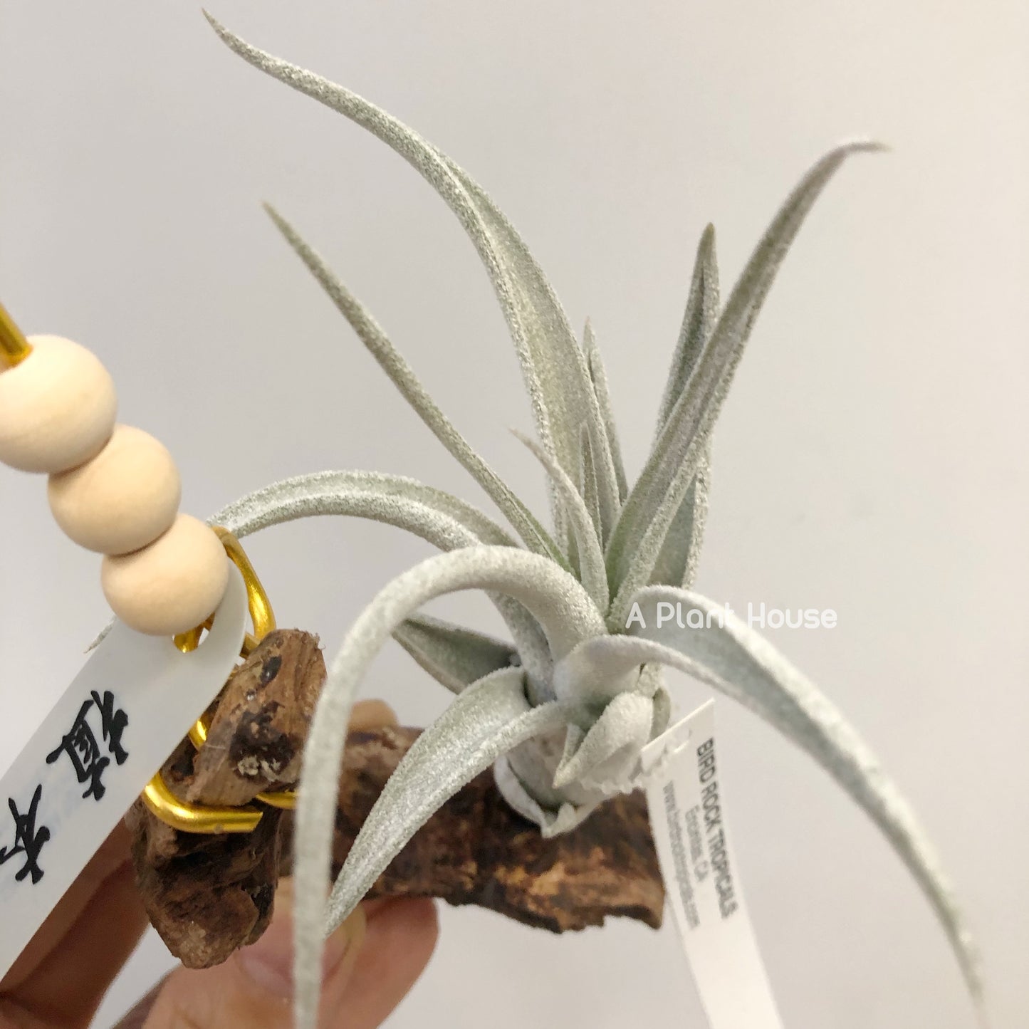 Tillandsia White Night