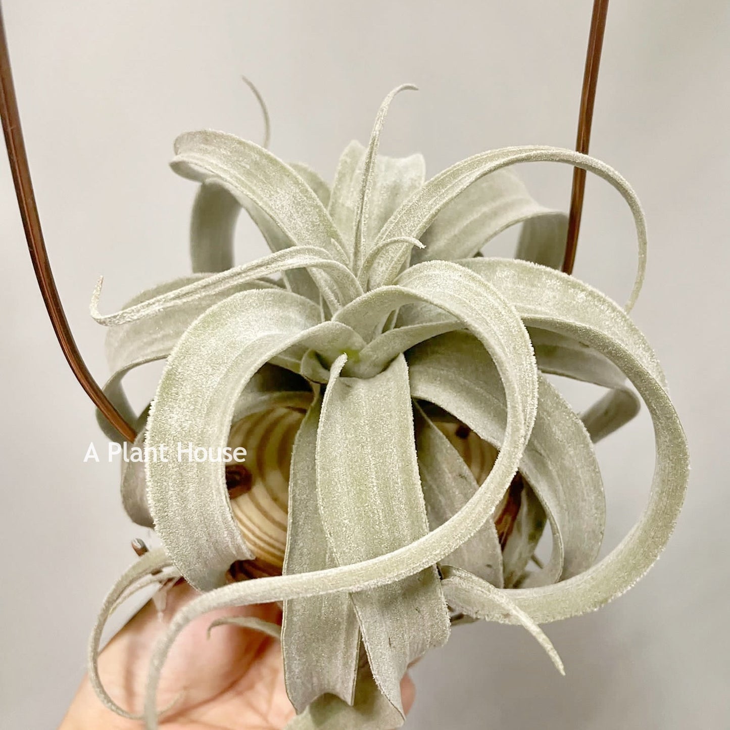 Tillandsia Latifolia V. Leucophylla