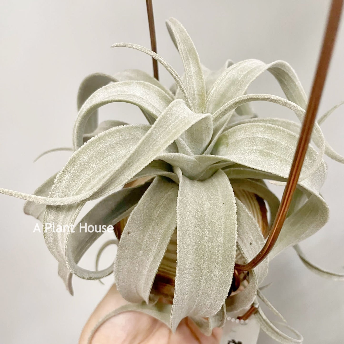 Tillandsia Latifolia V. Leucophylla