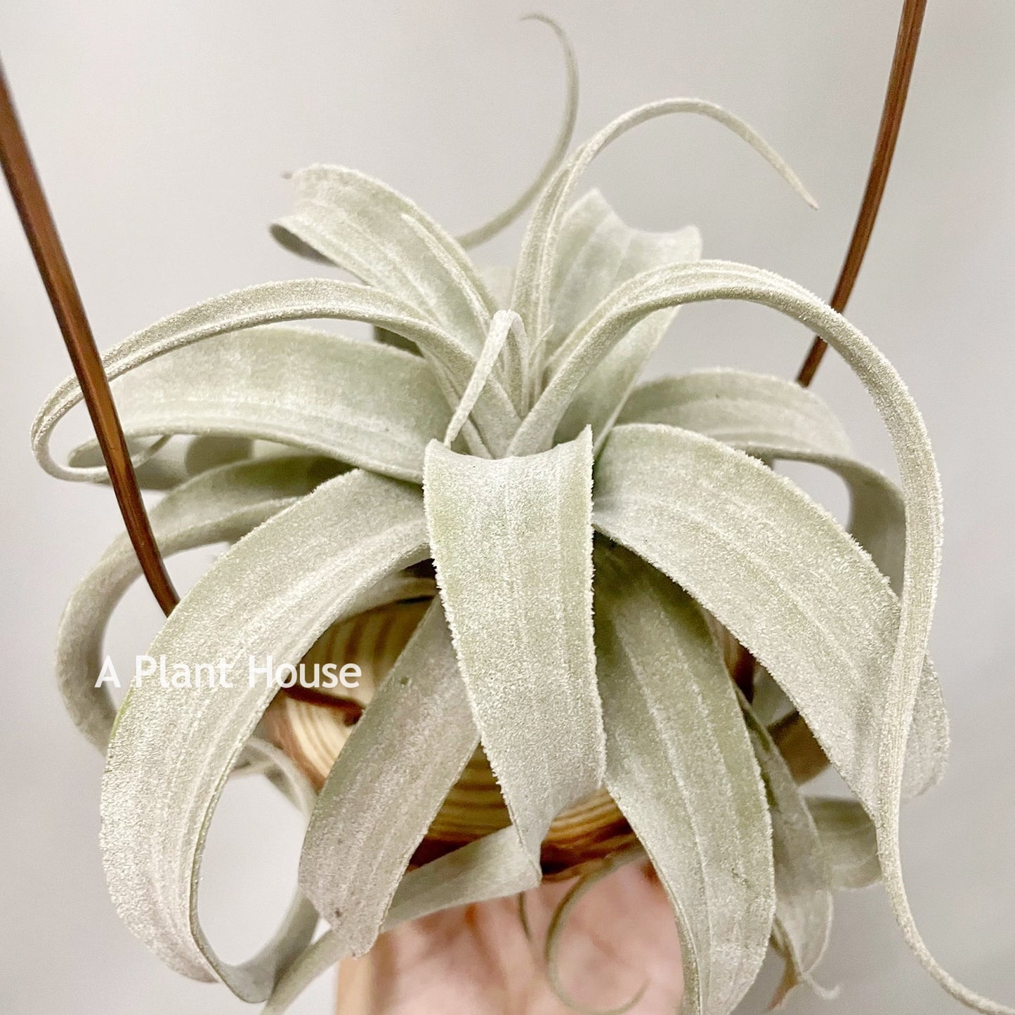 Tillandsia Latifolia V. Leucophylla