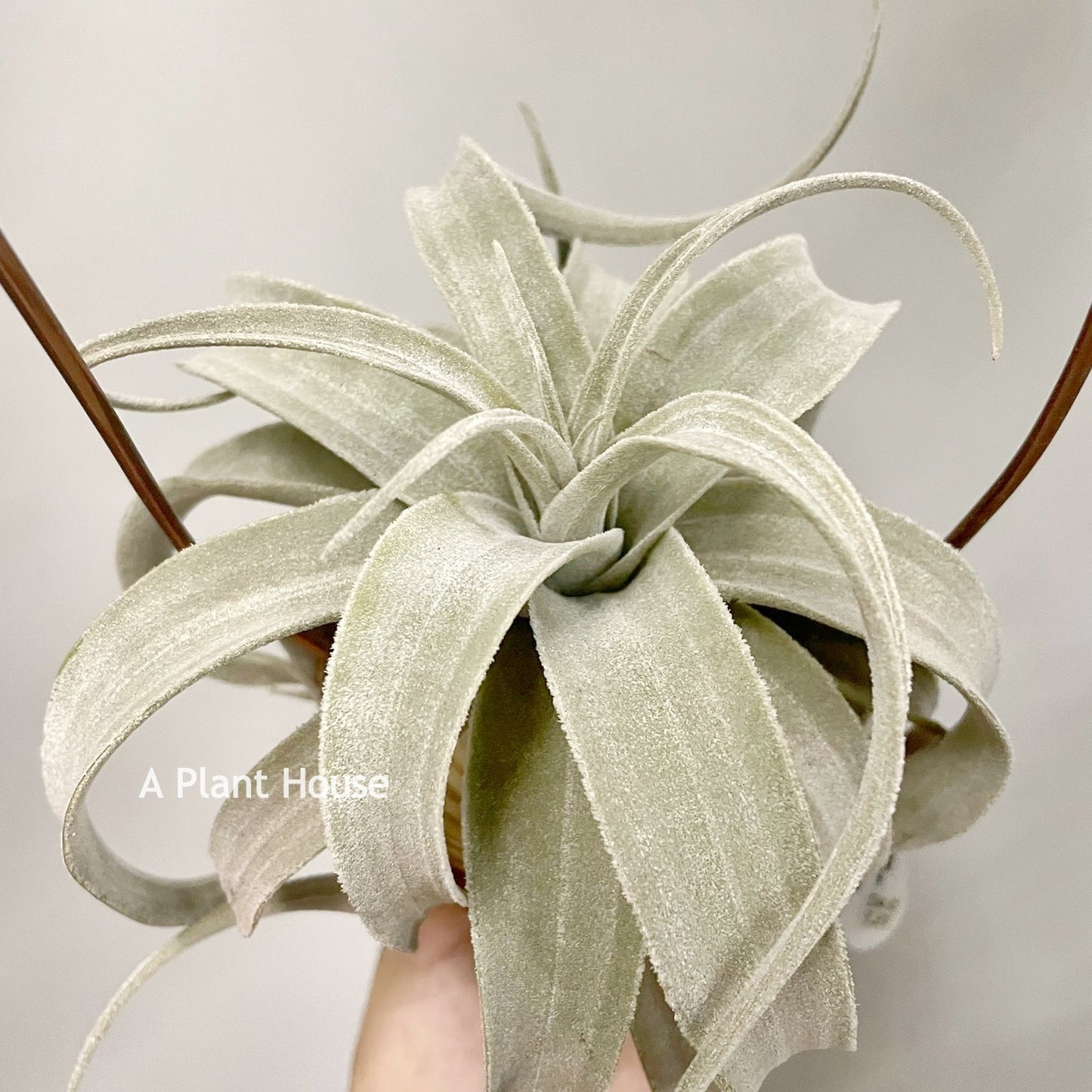 Tillandsia Latifolia V. Leucophylla