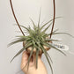 Tillandsia Latifolia #3