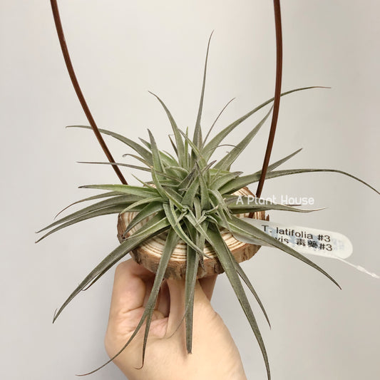 Tillandsia Latifolia #3