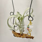 Tillandsia Curly Silm