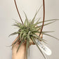 Tillandsia Latifolia #3