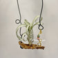 Tillandsia Curly Silm