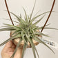 Tillandsia Latifolia #3